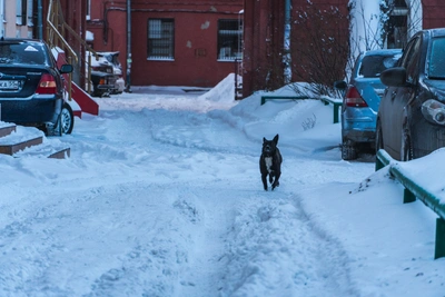 Нападения собак в Омске: десятки случаев за четыре года