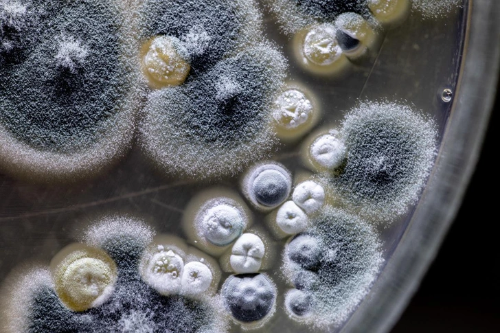 Попытка очистить поверхность от плесени в активной фазе может привести к переносу спор на еще незараженные участки | Источник: Sinhyu / iStock