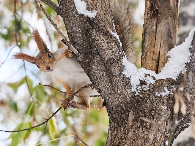 Температура повысится к концу недели. | nsk54.online