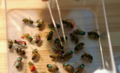 Пчелы кусаются на здоровье