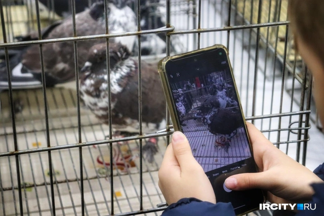 Выставка вызвала интерес даже у детей | Источник: Алена Кашпарова / «ИрСити»