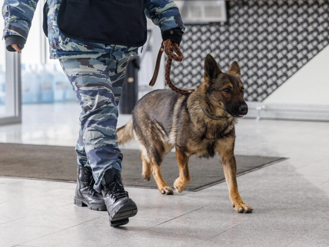 В работе со служебными собаками электроошейники могут применяться только в крайних случаях. | Источник: Алексей Волхонский / V1.RU