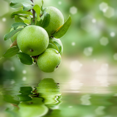 Зеленые яблоки помогают предотвратить ожирение