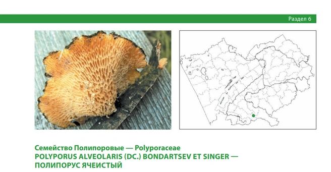 Находится под угрозой из-за вырубки лесов | Источник: Красная книга Алтайского края