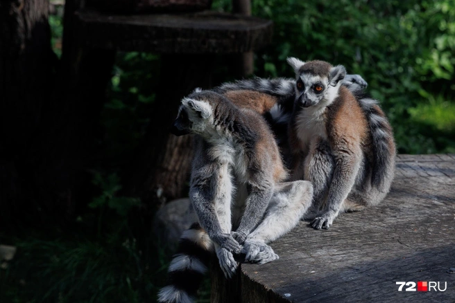 У лемуров есть летний и зимний вольеры | Источник: Ирина Шарова / 72.RU