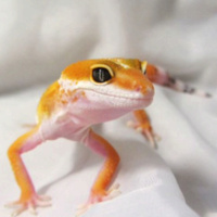 Аватарка ___fortuna___