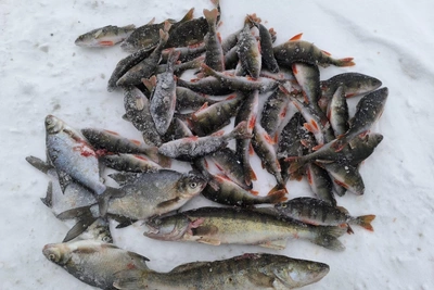 Urals Anglers Show Off Winter Catches and Best Spots