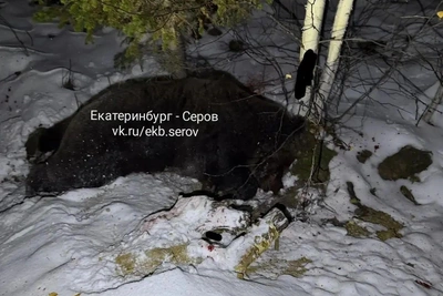На Урале застрелили медведя за разгром 11 машин