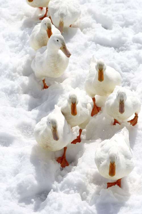 iStock