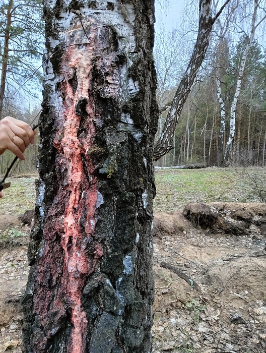 После откачки сока дыру лучше заткнуть чопиком — обычной палочкой или сучком | Источник: «Комсомольский район рулит!» / vk.com
