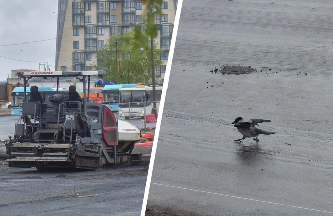 Вороны уже оценили первый слой асфальта | Источник: Иван Митюшёв / 29.RU