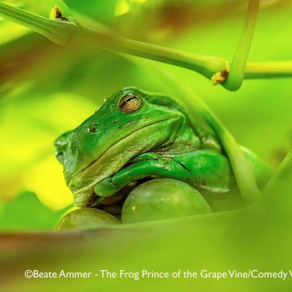 Источник: Nikon Comedy Wildlife Awards