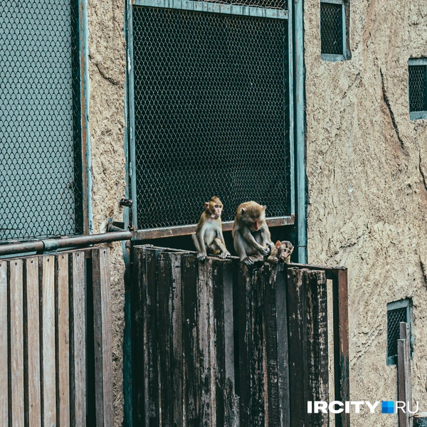 Источник: Алина Ринчино / «ИрСити»