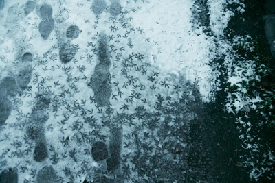 Холодная погода в Архангельской области: прогноз на 24 апреля