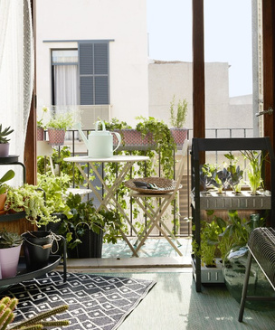 5 лучших растений для выращивания на балконе