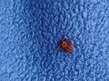 В регионе снизилось число обращений по поводу укусов клещей | Источник: health.bashkortostan.ru