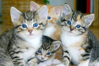 Король Карл III «в ужасе» от кошек: запрет в доме Эндрю