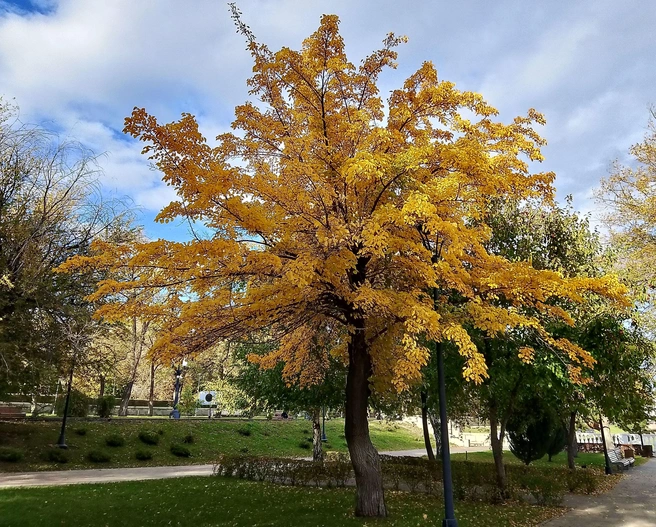 Даже самые стойкие вот-вот превратятся в золото | Источник: читатели V1.RU