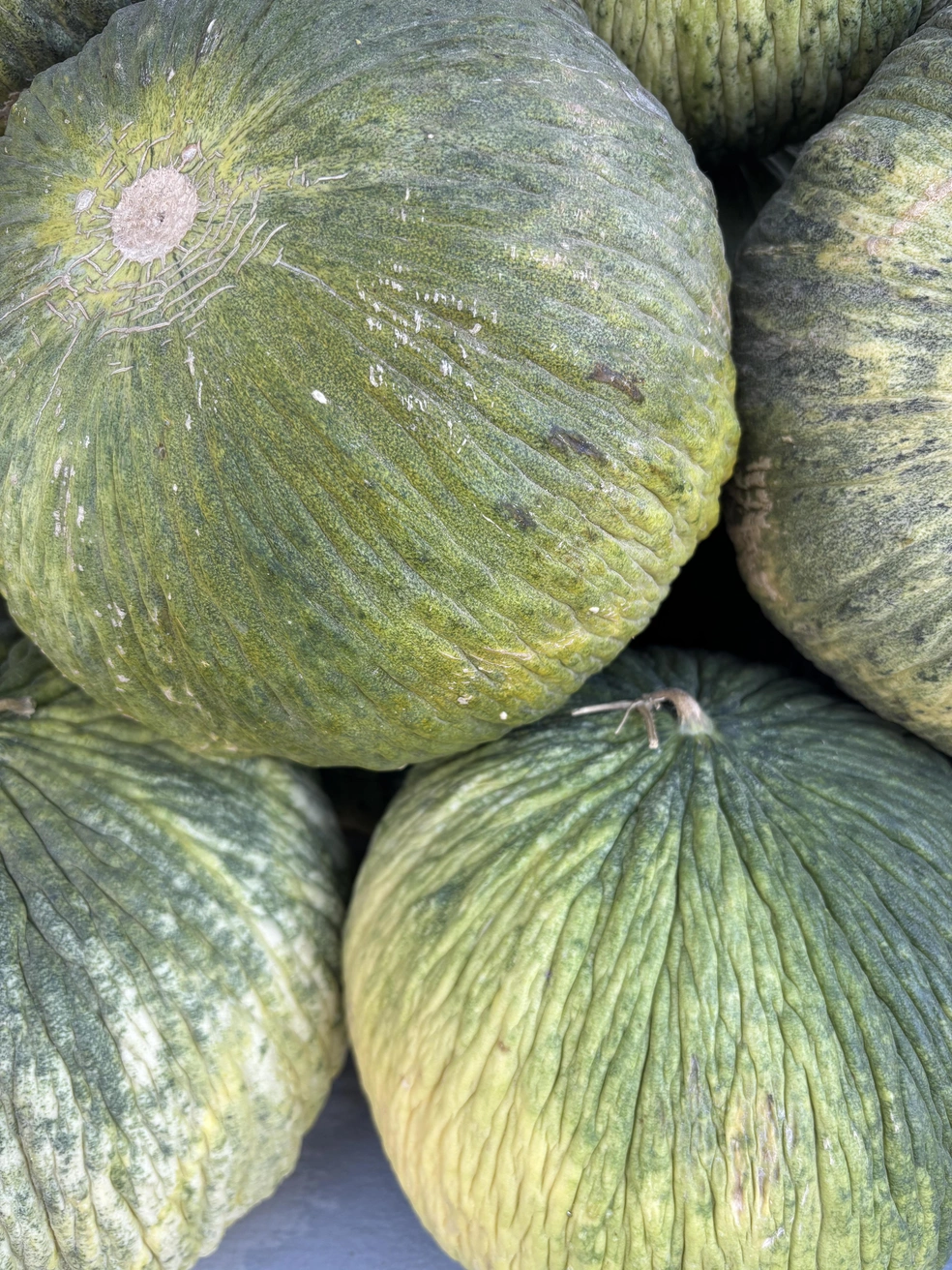 Дыня «старая бабушка» | Источник: captainu_lyalya / T.me