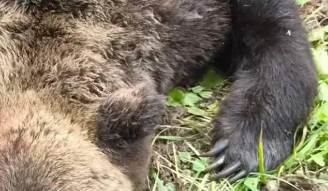 В Братске раненый медведь напал на охотника, который устроил на него засаду | Источник: Александр Дубровин / T.me