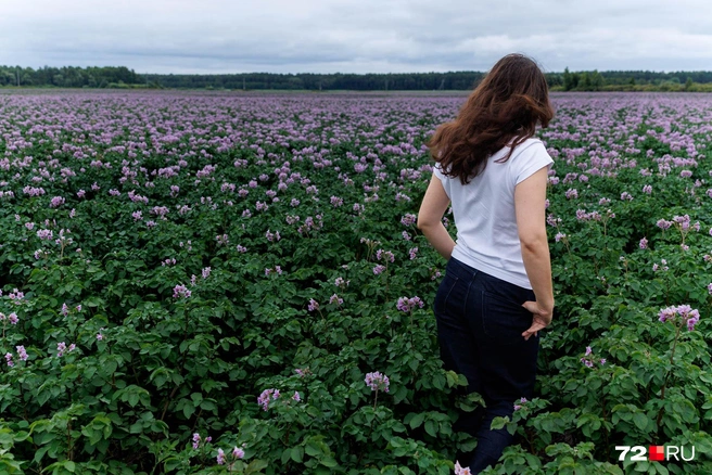 Копку картошки в этом году откладывать не стоит | Источник: Ирина Шарова / 72.RU