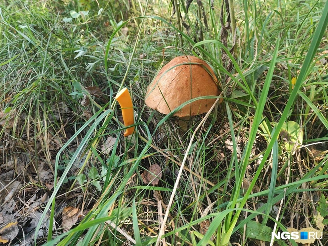 Нож — обязательный инструмент любого грибника | Источник: Александра Бруня / NGS.RU