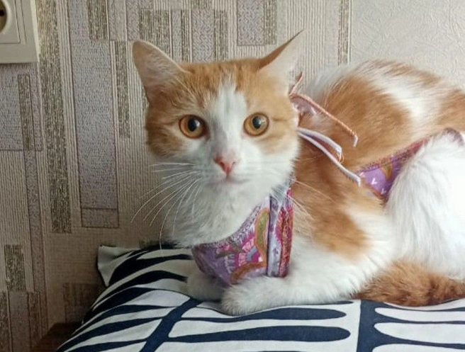 Кошка была очень худой, но доверчивой | Источник: Предоставила Светлана