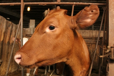 Агафья Коровница: запрет на стрижку 18 февраля