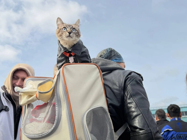 Кто-то взял с собой котика  | Источник: читательница НГС