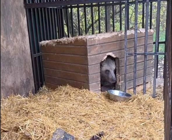 Животное жило в вольере | Источник: скриншот из видео центра «Пеликан» / Telegram