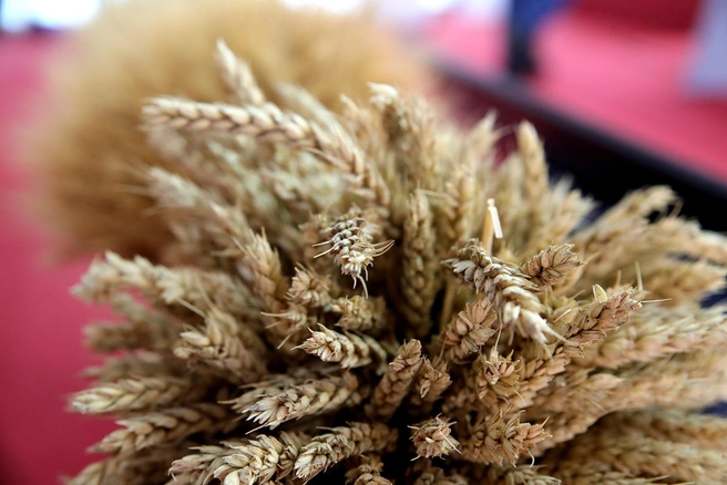 Государство активно поддерживает сельское хозяйство | Источник: пресс-служба губернатора Ростовской области