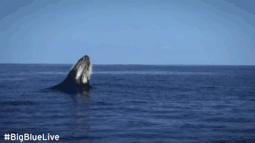 «Синий кит» и группы смерти: за создателями началась охота