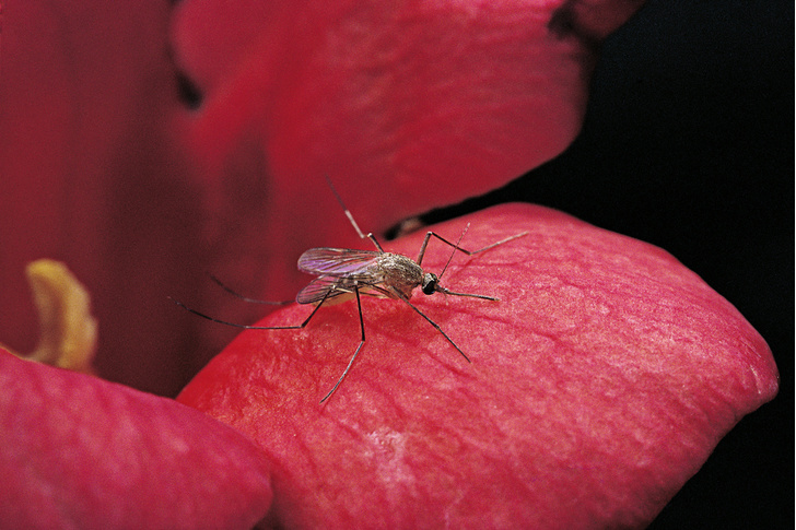 Опасные цвета: ученые узнали, какая одежда привлекает комаров
