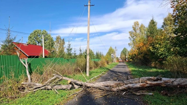 Дерево перегородило дорогу | Источник: РЕН ТВ / T.me