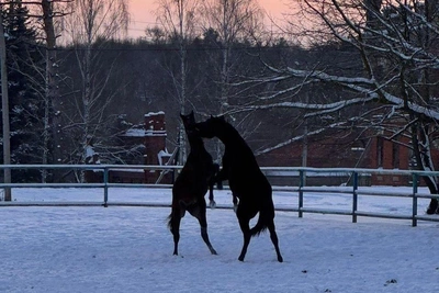 Жеребенок появился на свет в Новый год на конезаводе