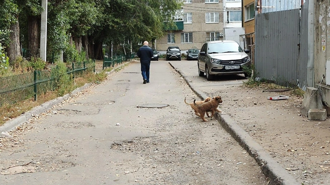 Один из дворов на улице Владимира Невского. Мать-героиня бегает неподалёку. Чиновники явно недооценивают демографические подвиги своих четвероногих подопечных.  | Источник: Татьяна Тельпис / Voronezh.ru