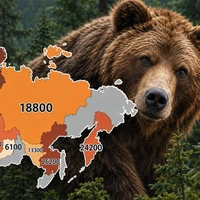 В Минприроды назвали 9 регионов России с максимальным количеством медведей: карта