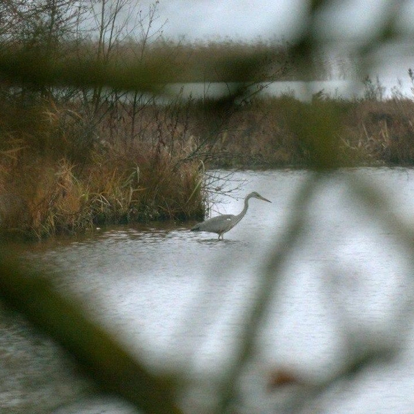 Источник: Авторский канал Павла Глазкова о жизни животных