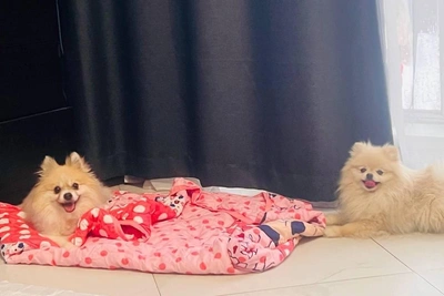 Замерзшего шпица выбросили в снег в Оби