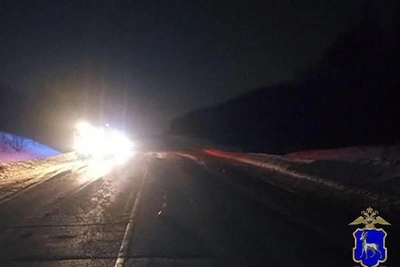 Foreign car kills moose in Samara Oblast