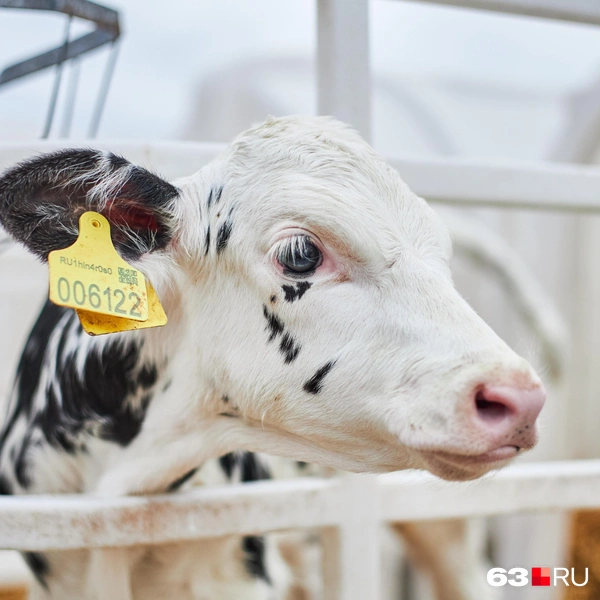 Источник: Роман Данилкин / 63.RU