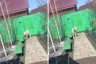 Алабай из Ракитинки переместился в Омск