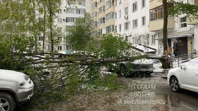 Должно быть, дерево упало от удивления такой погодой в апреле | Источник: БашДТП / T.me