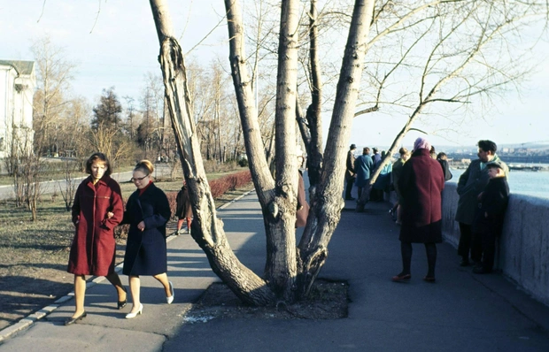 Кое-что есть вечное. Например, это дерево. За годы оно набрало силу в стволах | Источник:  Витториано Растелли/ Pastvu.com