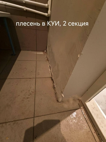 Жители фиксируют плесень | Источник: предоставила Дарья