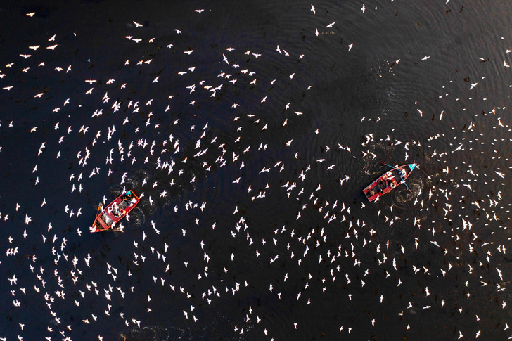 Чайки берут на абордаж лодки с туристами