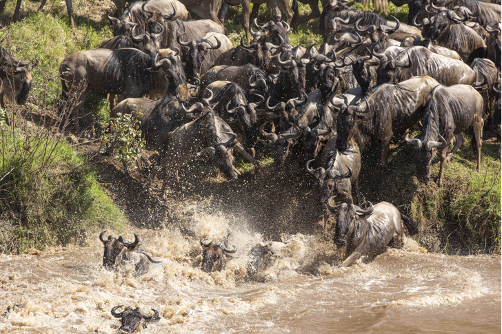 Антилопы гну играют со смертью во время миграции