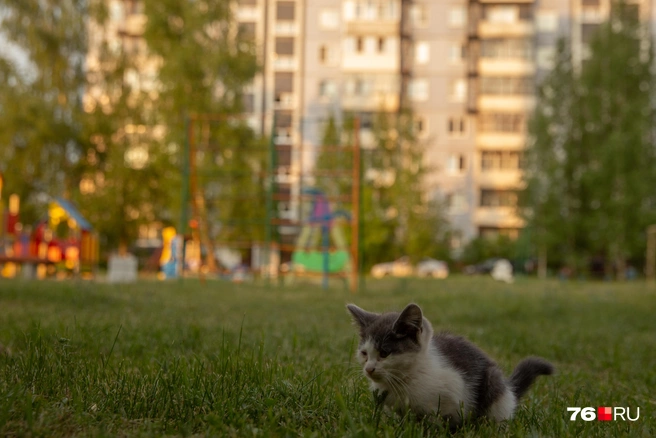 Всегда были дворовые коты, с которыми играла детвора | Источник: Кирилл Поверинов / 76.RU