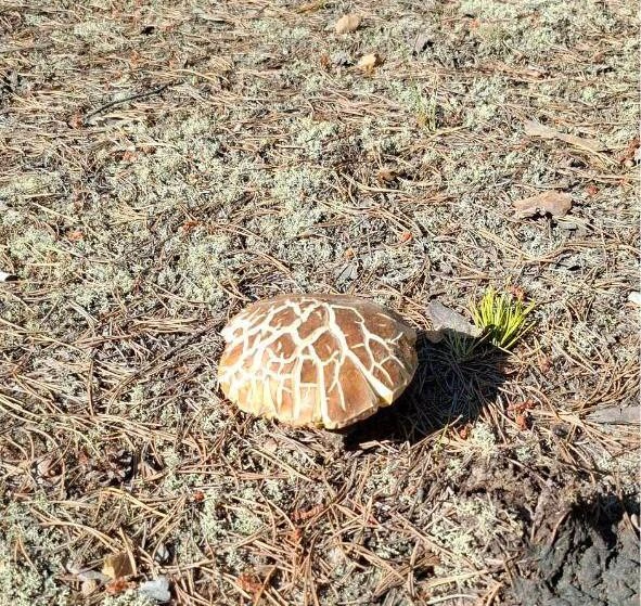 Гриб добротный, но солнце засушило и спалило его | Источник: читатель 72.RU