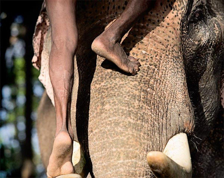 Последние из махаутов: как устроена профессия погонщика слонов в Индии